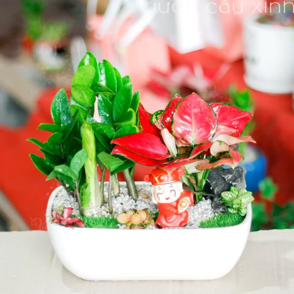 Cây Kim Tiền Để Bàn - Top 10 Mẫu Kim Phát Tài Giá Từ 190K