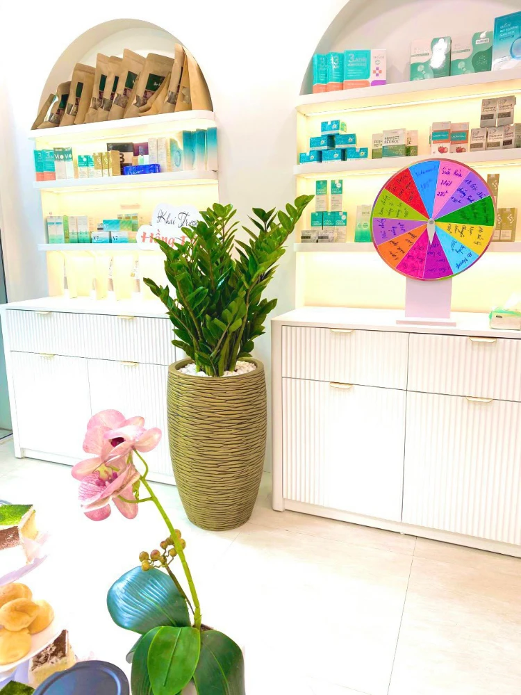 Chậu cây kim tiền tặng khai trương - Cây nội thất | Vườn Cây Xinh