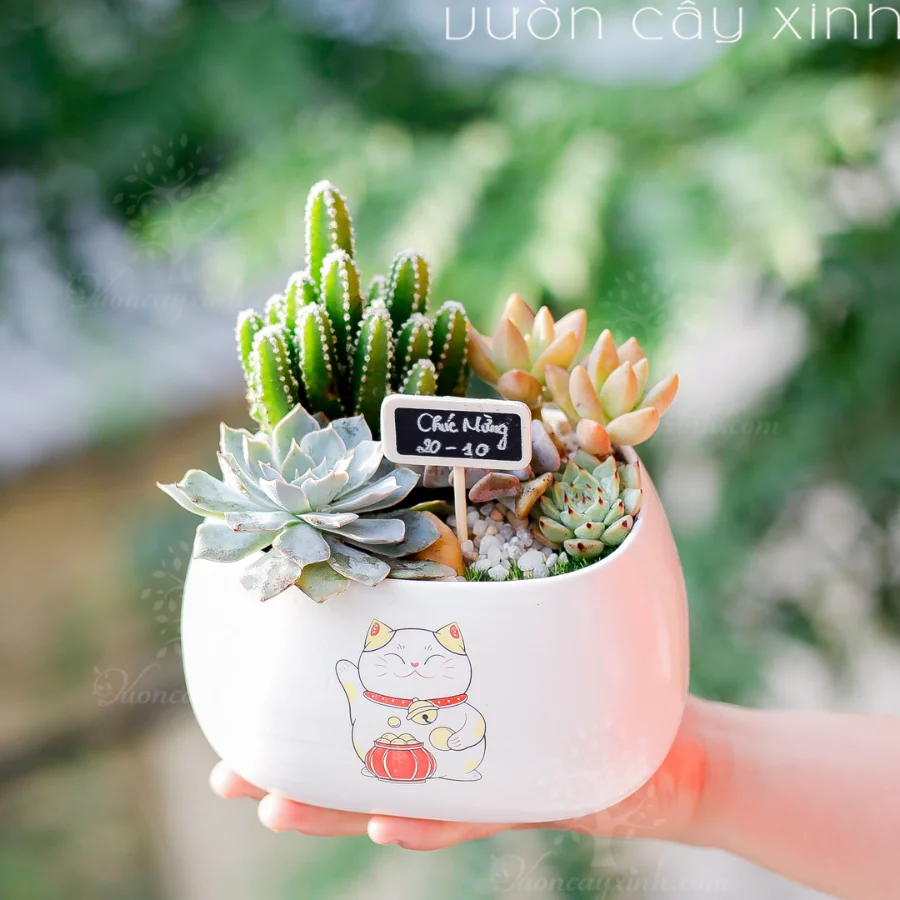 Quà tặng cây cảnh | Chậu cây quà tặng độc đáo