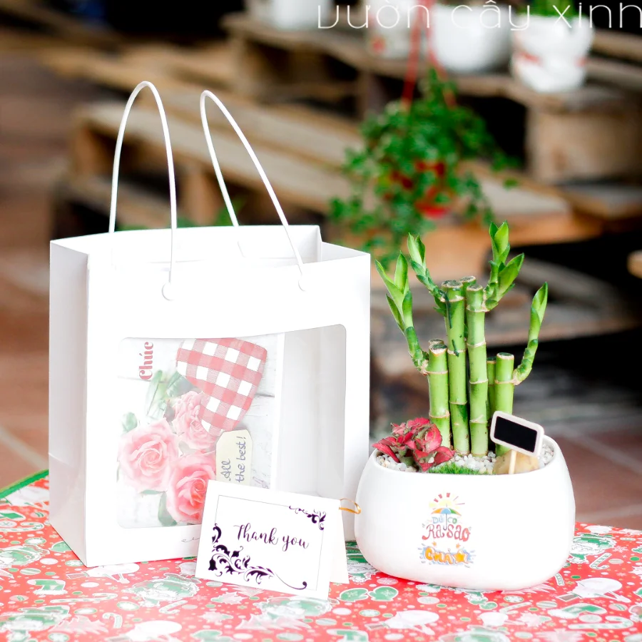 Quà tặng cây cảnh | Chậu cây quà tặng độc đáo