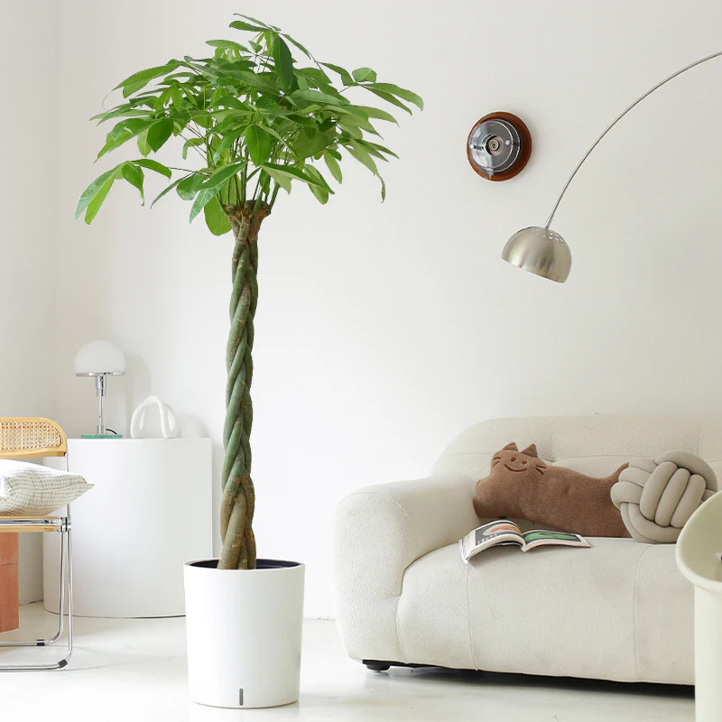 Cách Chăm Sóc Cây Kim Ngân Xanh Tốt Ai Cũng Làm Được