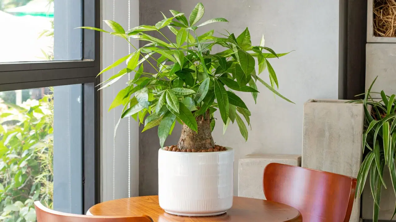 Cách Chăm Sóc Cây Kim Ngân Xanh Tốt Ai Cũng Làm Được