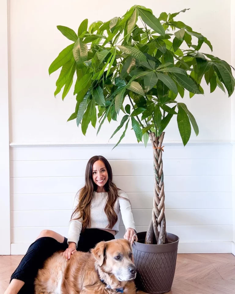 Cách Chăm Sóc Cây Kim Ngân Xanh Tốt Ai Cũng Làm Được