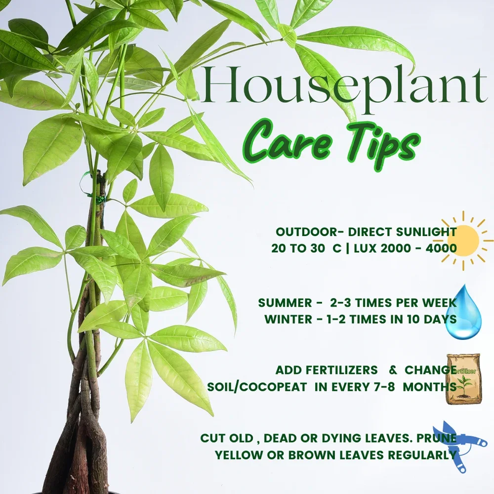 Cách Chăm Sóc Cây Kim Ngân Xanh Tốt Ai Cũng Làm Được