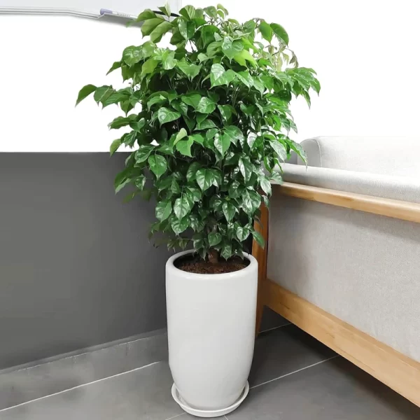 Cây hạnh phúc 1 thân gỗ - Cây hạnh phúc 1 tầng