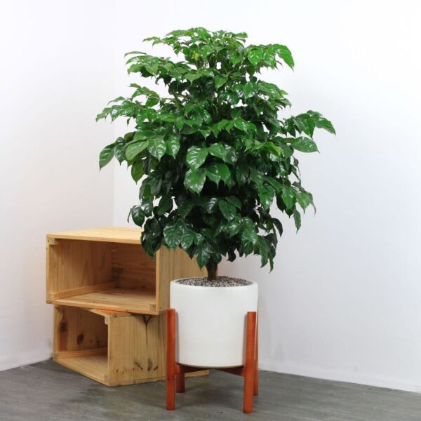 Cây hạnh phúc 1 thân gỗ - Cây hạnh phúc 1 tầng