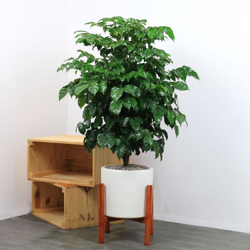 Cây hạnh phúc 1 thân gỗ - Cây hạnh phúc 1 tầng