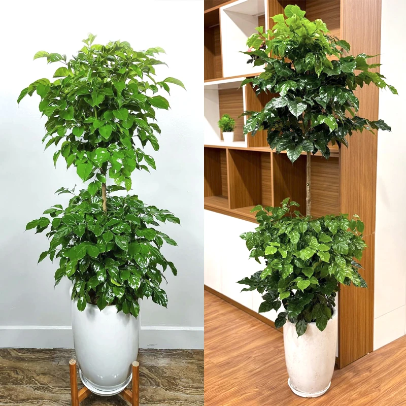 cay-hanh-phuc-2-tang-8 Cây hạnh phúc 2 tầng - Báo giá cây hạnh phúc 2 tầng đẹp