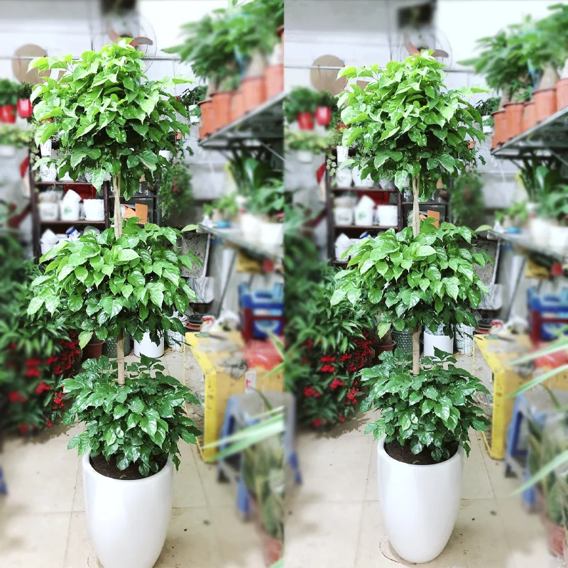 cay-hanh-phuc-3-tang-1 Cây hạnh phúc 3 tầng đẹp