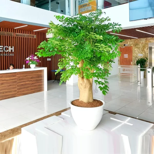 Cây Hạnh Phúc Gốc to, Dáng đẹp | Báo Giá Cây Hạnh Phúc Lớn