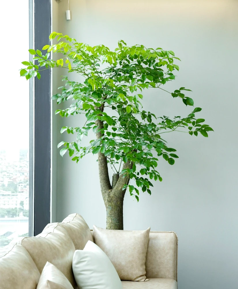 Cây Hạnh Phúc Gốc to, Dáng đẹp | Báo Giá Cây Hạnh Phúc Lớn