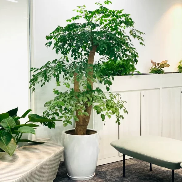 Cây Hạnh Phúc Gốc to, Dáng đẹp | Báo Giá Cây Hạnh Phúc Lớn