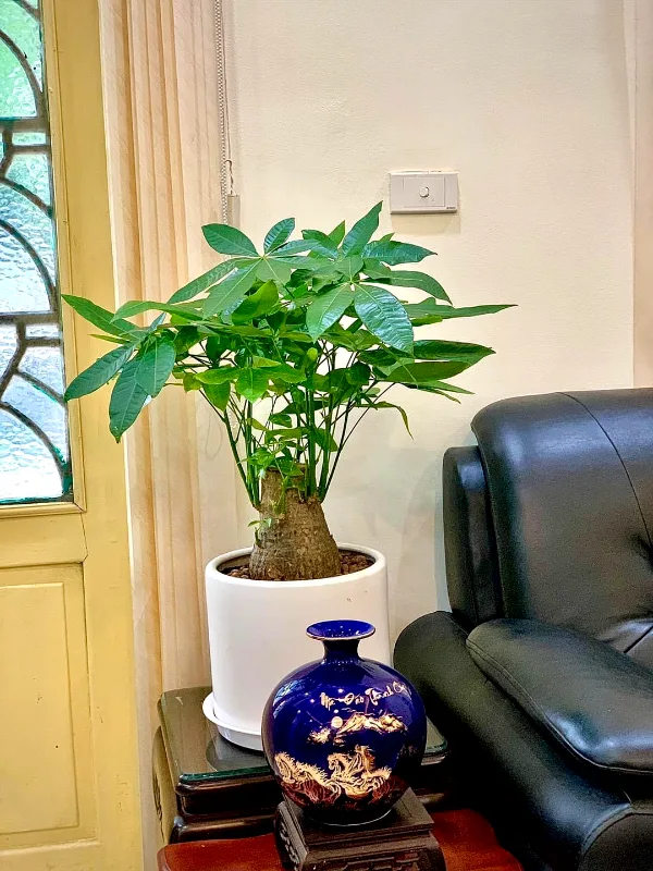 Cây kim ngân để bàn | Cây hợp mệnh Kim 1985 (Cây hợp tuổi Ất Sửu)