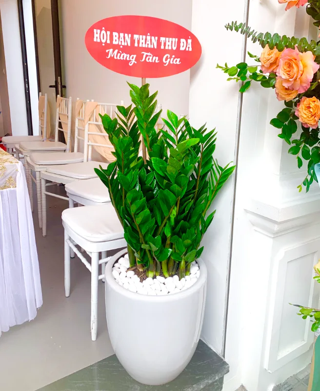 Cây kim tiền tặng tân gia | Cây hợp mệnh Kim 1984