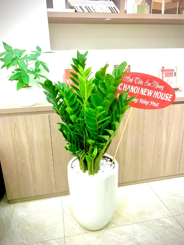 Ảnh Feedback Cây kim tiền tặng khai trương | Vườn Cây Xinh