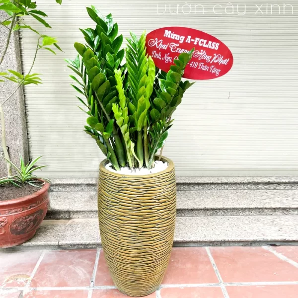 Chậu cây kim tiền tặng khai trương