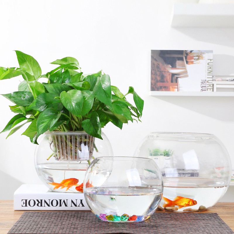 Chậu Thủy Tinh Tròn | Chậu thủy tinh trồng cây