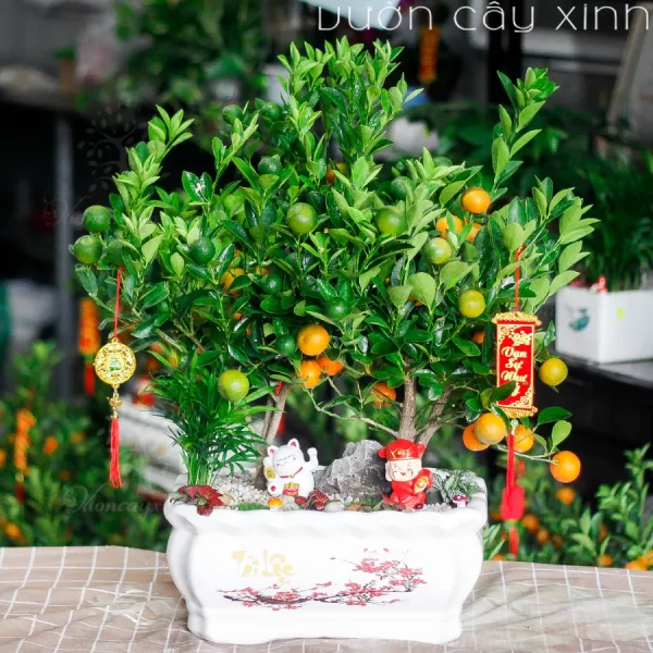 Chậu quất mini để bàn đẹp | Quất Tết 2025