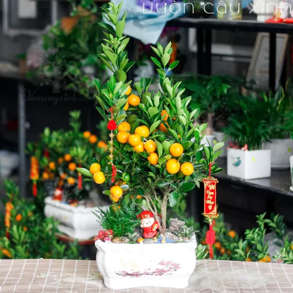 Chậu quất mini để bàn đẹp | Quất Tết 2025