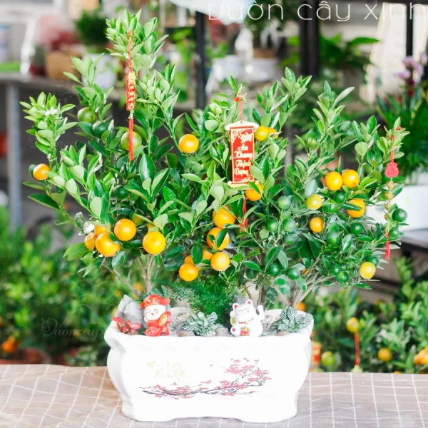 Chậu quất mini để bàn đẹp | Quất Tết 2025