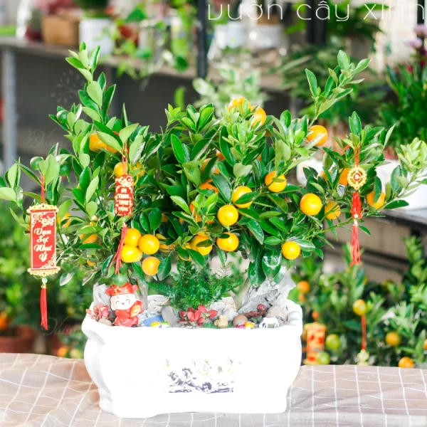 Chậu quất mini để bàn đẹp | Quất Tết 2025