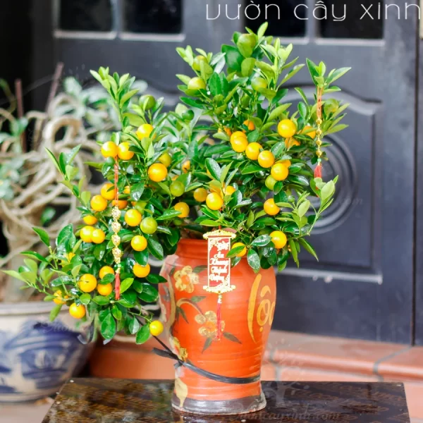 Chậu quất mini để bàn đẹp | Quất Tết 2025