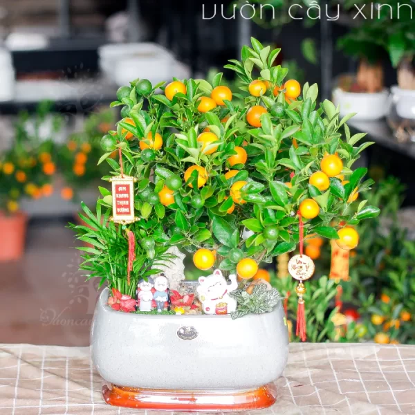 Chậu quất mini để bàn đẹp | Quất Tết 2025