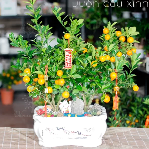 Chậu quất mini để bàn đẹp | Quất Tết 2025