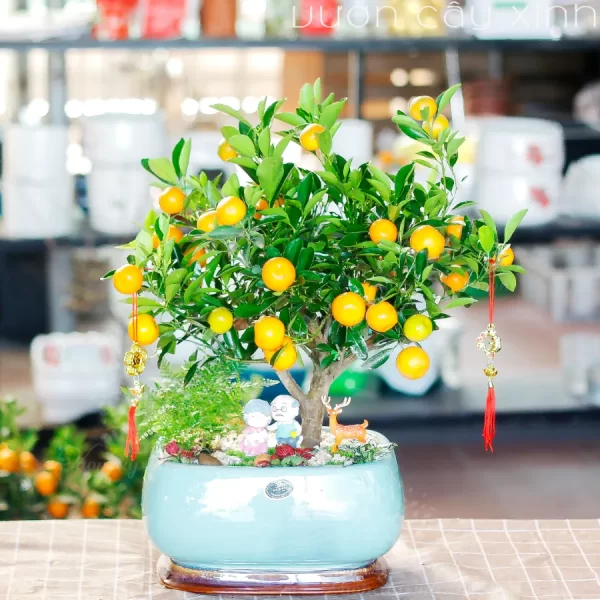 Chậu quất mini để bàn đẹp | Quất Tết 2025