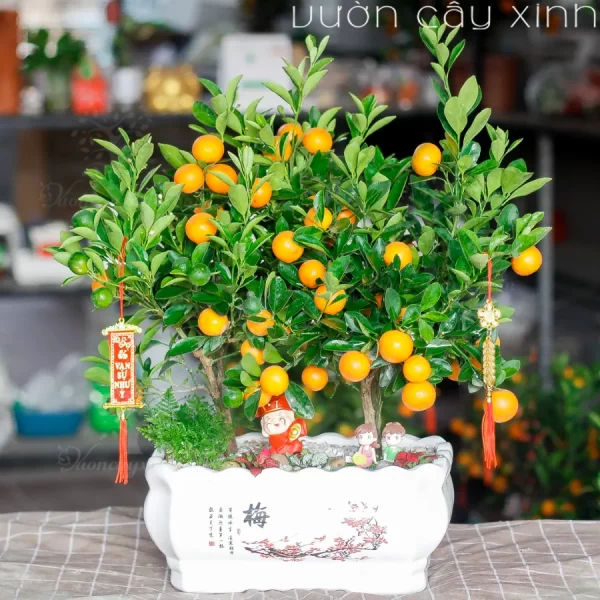 Chậu quất mini để bàn đẹp | Quất Tết 2025