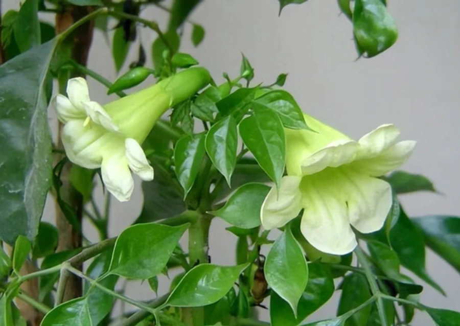 Cây hạnh phúc có hoa không? Tại sao cây hạnh phúc ít ra hoa?