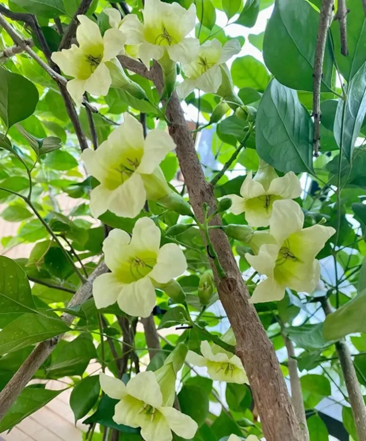 Cây hạnh phúc có hoa không? Tại sao cây hạnh phúc ít ra hoa?