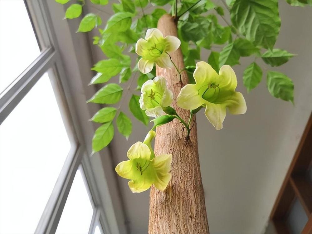 Cây hạnh phúc có hoa không? Tại sao cây hạnh phúc ít ra hoa?