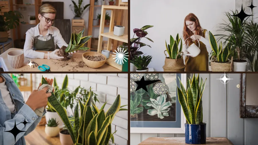 Cây lưỡi hổ có cần tưới nhiều nước không?