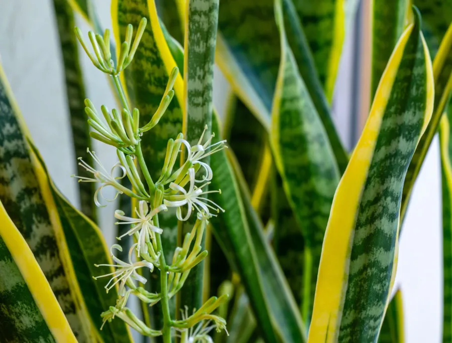 Trả lời: Cây lưỡi hổ nở hoa có tốt không?