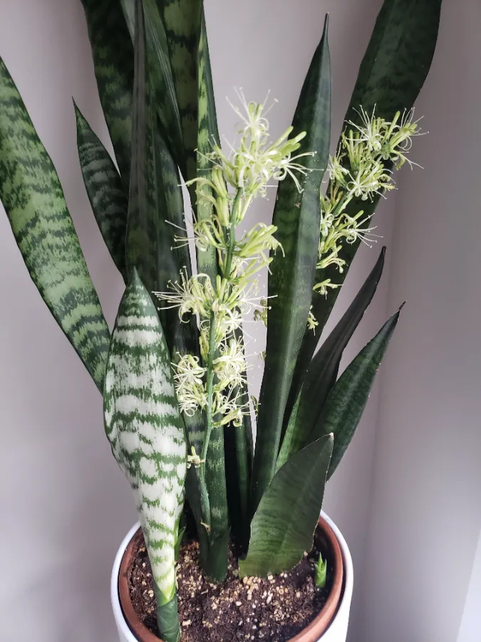 Trả lời: Cây lưỡi hổ nở hoa có tốt không?