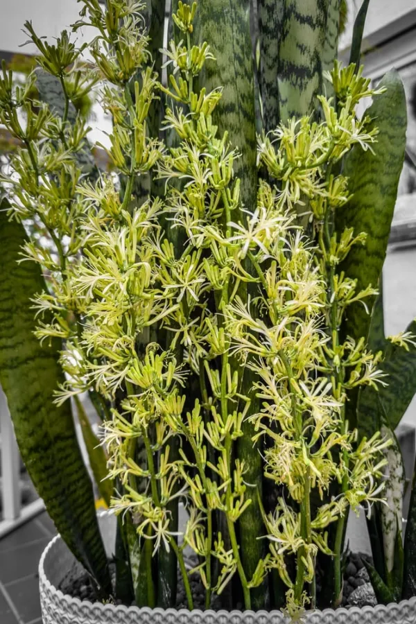 Trả lời: Cây lưỡi hổ nở hoa có tốt không?