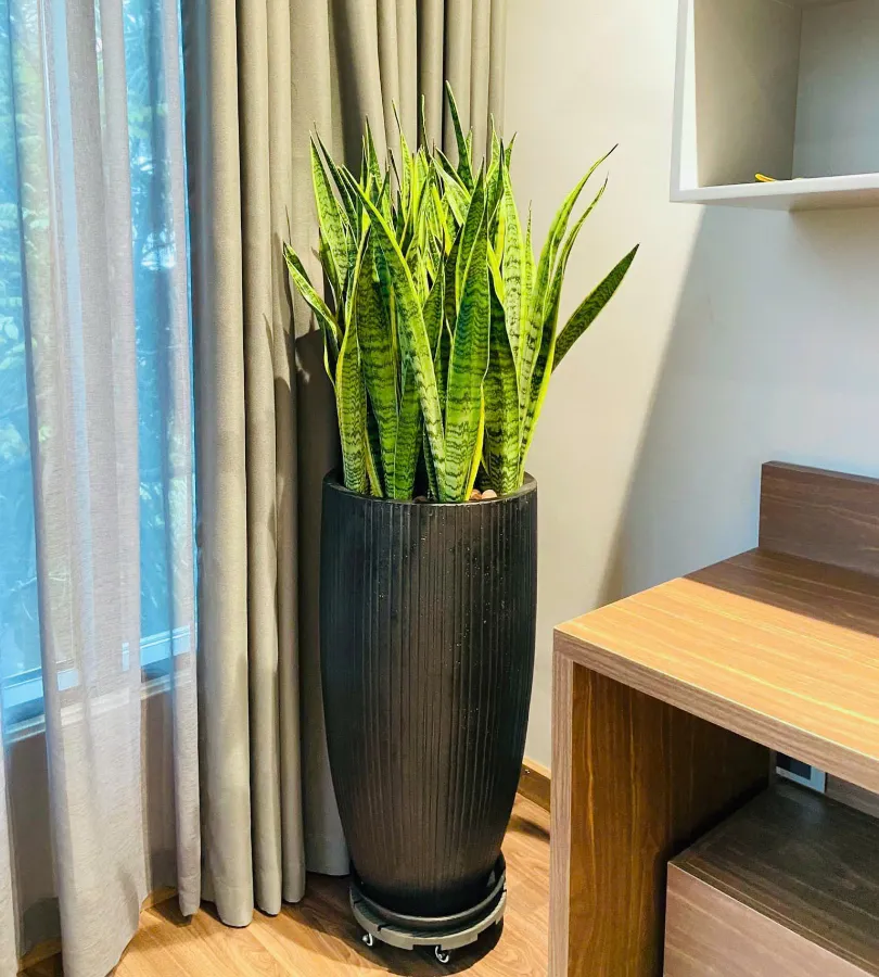 cây lưỡi hổ để trong nhà có tốt không?