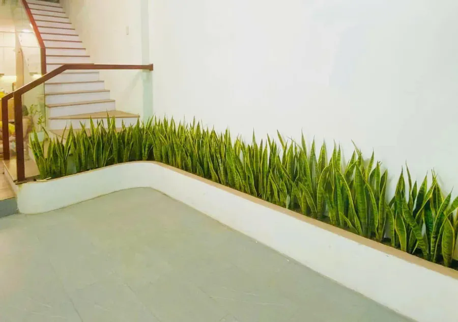 Trồng cây lưỡi hổ trước nhà có tốt không?