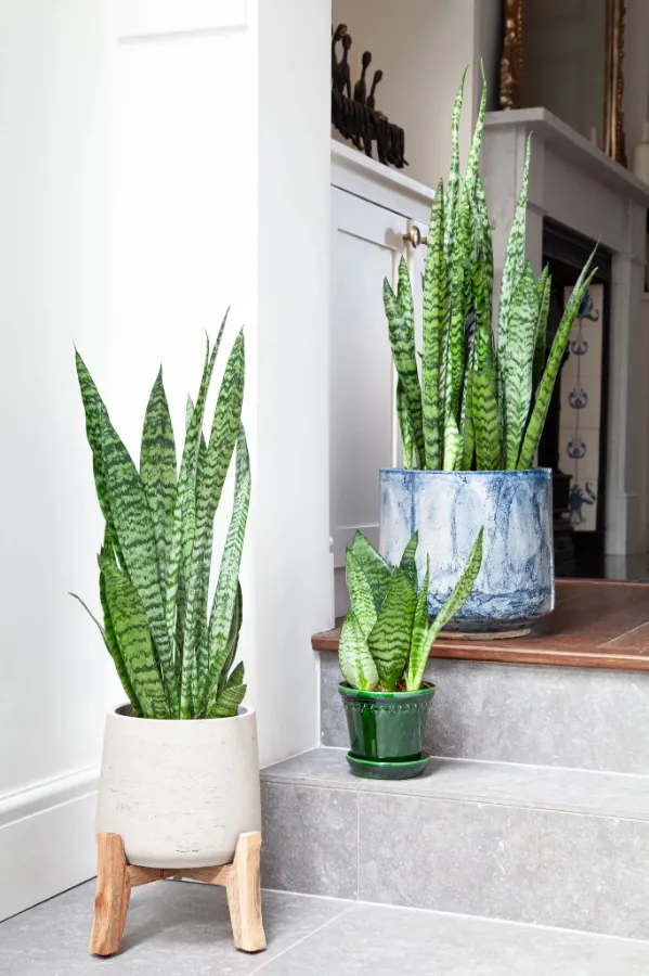 Trồng cây lưỡi hổ trước nhà có tốt không?