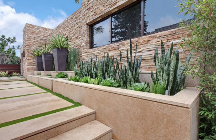 Trồng cây lưỡi hổ trước nhà có tốt không?