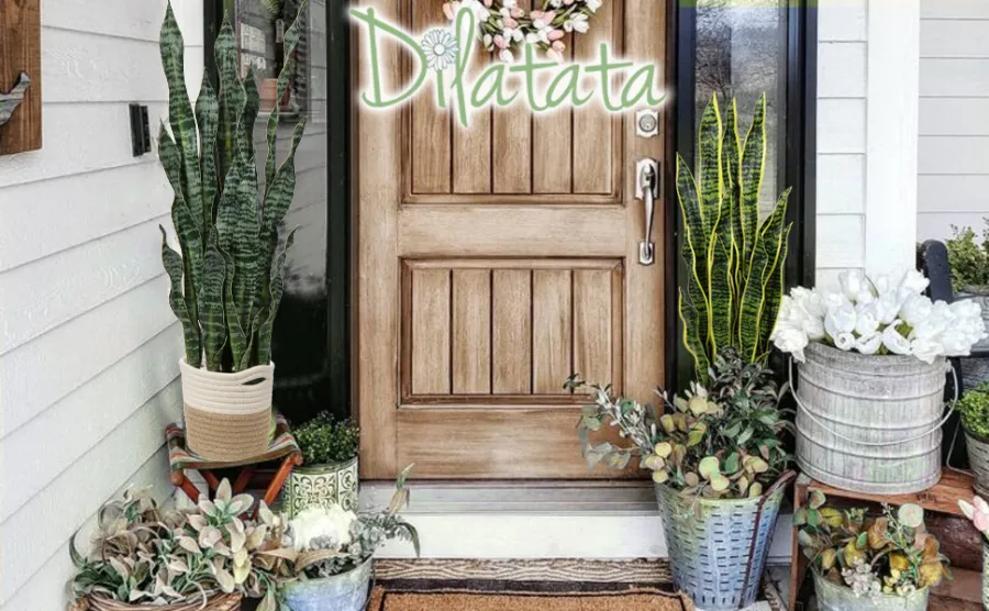 Trồng cây lưỡi hổ trước nhà có tốt không?