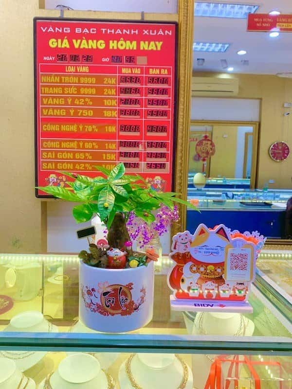 Cây kim ngân để quầy thu ngân - Quà khai trương cửa hàng