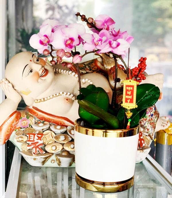 Chậu lan Hồ Điệp đẹp - Hoa lan Hồ Điệp chơi Tết | Cây để bàn