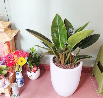 Cây trầu bà đế vương để phòng